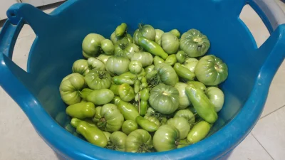 Niewiemja - Wot tegoroczne zbiory #pomidory #ogrodnictwo #domowasuszarnia