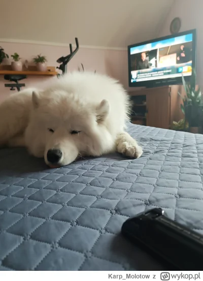 Karp_Molotow - Miłej niedzieli mirki i Mirabelki #psy #pokazpsa #zwierzaczki