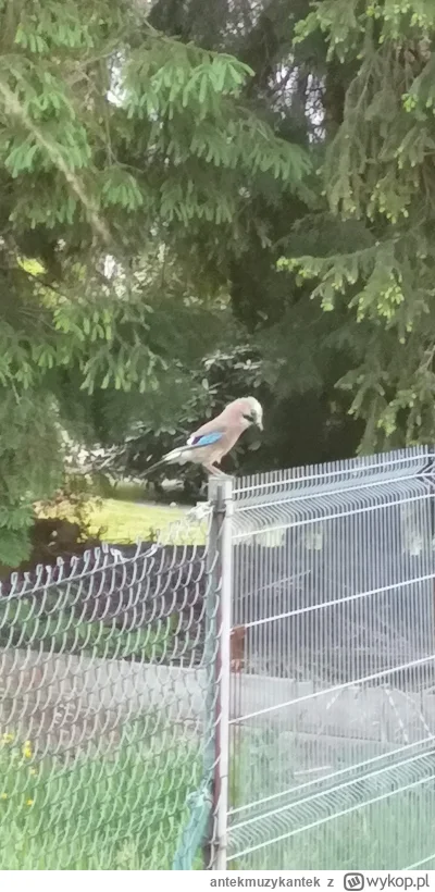 antekmuzykantek - Taką spotkałem u mnie.