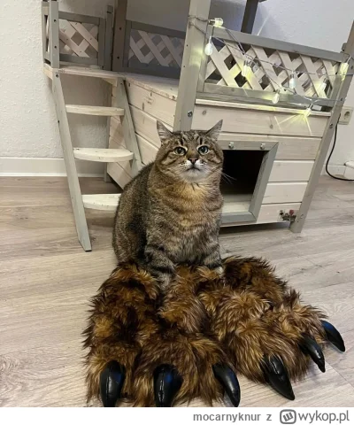 mocarnyknur - #kitku #koty #codziennystepan
Uwaga. Stephan zamienia się w krwiożerczą...