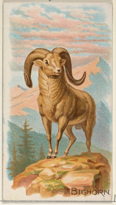 Loskamilos1 - Kolejne zwierzątko na karcianej liście to bighorn czyli owca kanadyjska...
