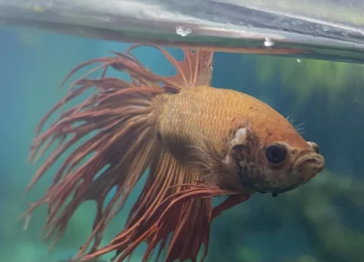 wsxazx - Hej, u bojownika pojawił się taki wykwit pod skrzelem i szukam porady co to ...