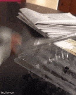 wfyokyga - Papug się w-----ł na opakowanie xd