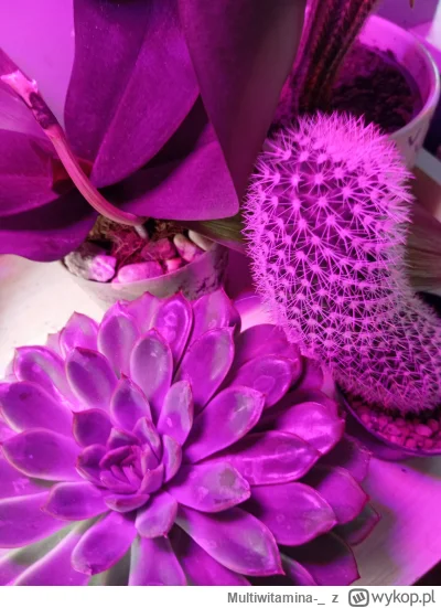 Multiwitamina-_ - Can't pretend 
I'm a plant fiend 
#rosliny 
#l-------------j