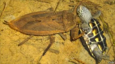 Apaturia - Postrach węży wodnych. Pluskwiaki wodne z rodziny Belostomatidae to najwię...