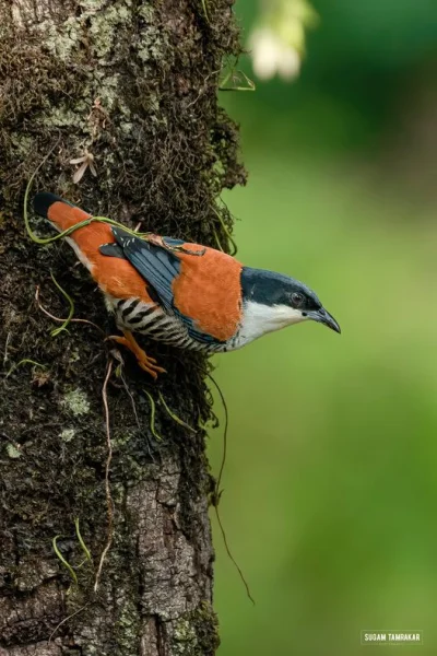 Lifelike - Zebrobrzuszek himalajski (Cutia nipalensis)
Autor
#photoexplorer #fotograf...