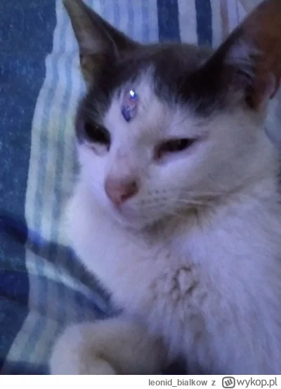 leonid_bialkow - wrużba z kart - 3 saszety
wrużba z kuli (kłębka kłakuw) - 5 saszet
p...