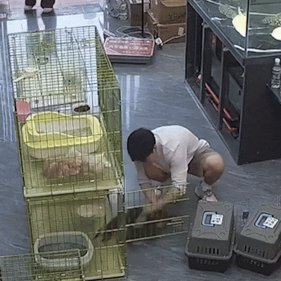 kicek3d - #koty #gif