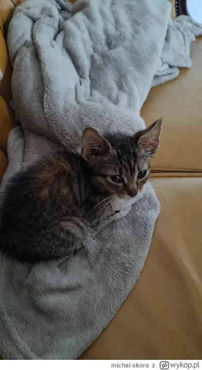 michal-skora - @michal-skora: