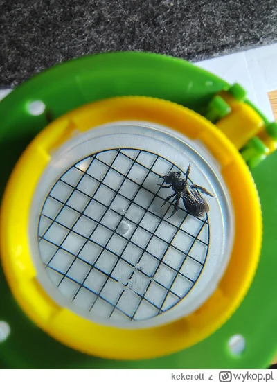 kekerott - @kekerott: podziałka 5mm.