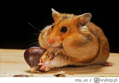 http_ati - @PolskaWrona