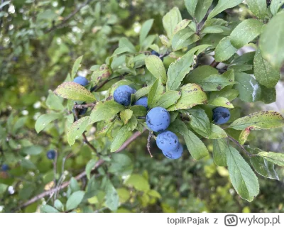 topikPajak - Co to za roślina ? Owoce są twarde w dotyku, wielkości borówki,a krzew d...
