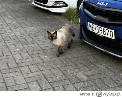 enron - Takiego oto usteckiego elegancika spotkałem dziś o 6 rano (｡◕‿‿◕｡) 

#koty #k...