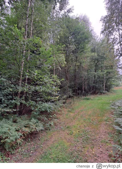 chanoja - U mnie działka wygląda tak jak ostatnio
