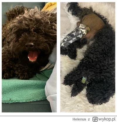 Helenus - Mireczki, długo się zastanawiałem czy w ogóle wrzucić ten post bo z jednej ...