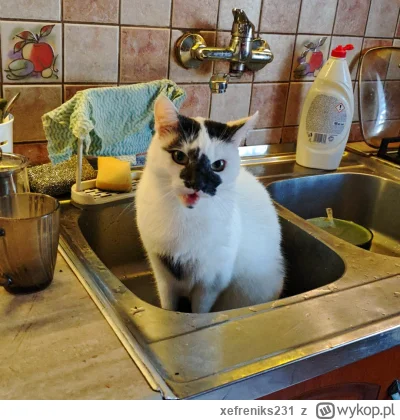xefreniks231 - #koty przyłapany i jeszcze się pruje