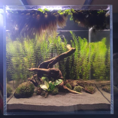 Fishuur - Dwa tygodnie temu chłop se zalał nową kosteczkę (a właściwie stare szkło, o...