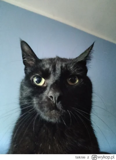 taknie - #pokazkota