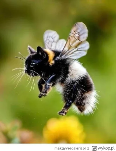 makgyvergaleriapl - To zdjęcie kiedyś mi randkę zapewniło.