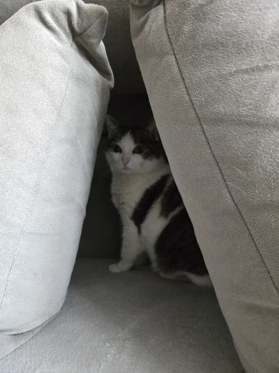 Solsith - @AtlantyQ: hasło to saszeta( ͡° ͜ʖ ͡°)