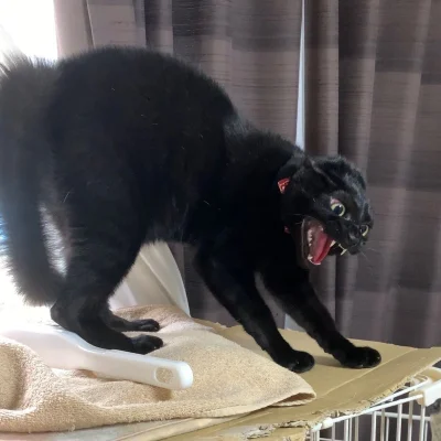 RicoElectrico - #codziennykotopetany #dziwnekotki