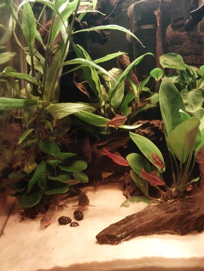 Anoncio2111 - @Bad_Sector