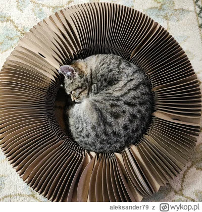 aleksander79 - Bo tak! #koty #kot #kotel