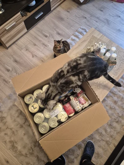 Lujdziarski - #pokazkota #dziarskikacperek Wreszcie przyszło zamówienie, kitki na pol...