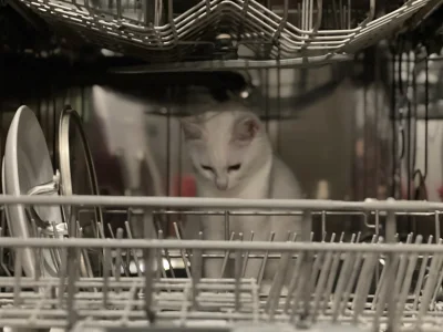 paczelok - Jak często myć kota w zmywarce szukaj #pokazkota #koty