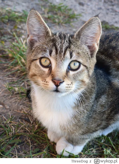 ThreeDog - @ThreeDog