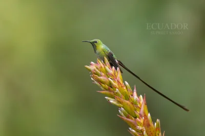 Lifelike - Paziak czarnosterny (Lesbia victoriae) [samiec]
Autor
#photoexplorer #foto...