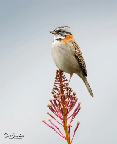 Lifelike - Pasówka białogardła (Zonotrichia capensis) 
Autor
#photoexplorer #fotograf...