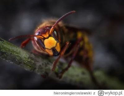 hieronimgieroslawski - @serniczekwiedensky