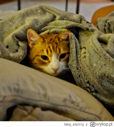 twoj_starrry - Piecuch ( ͡° ͜ʖ ͡°)

#pokazkota #kitku #koty #kot