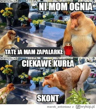 marek_antoniusz - #nosaczsundajski #swietozmarlych #wszystkichswietych #heheszki #kon...