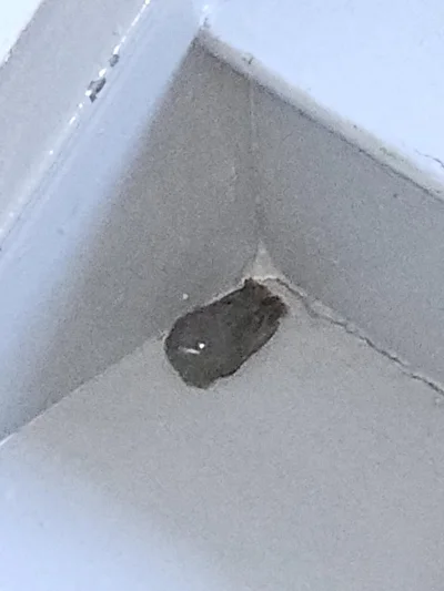 memegauste - Ptak wleciał mi na klatkę schodową i mnie obserwuje.
Prawdopodobnie nasr...