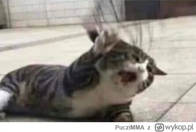 PucziMMA - @simpiara: