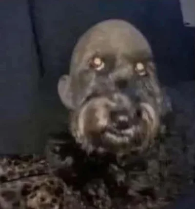 Jazzjemu - Mój piesek Robert 😀