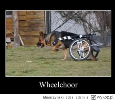 Miauczynskiadasadam - @redorbiter: @Gawith_Apricot