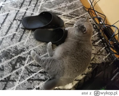 atol - czemu te koty uwielbiają wchodzić do klapków ( ͡° ͜ʖ ͡°) (to jest mama 2 kocur...