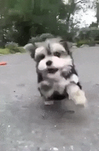 wfyokyga - Piesiu biegnie by cb połknąć w całości