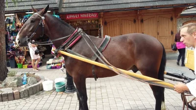 cl19 - #zakopane #gorale #heheszki
obejrzenie zdjęcia konia płatne 1 plus