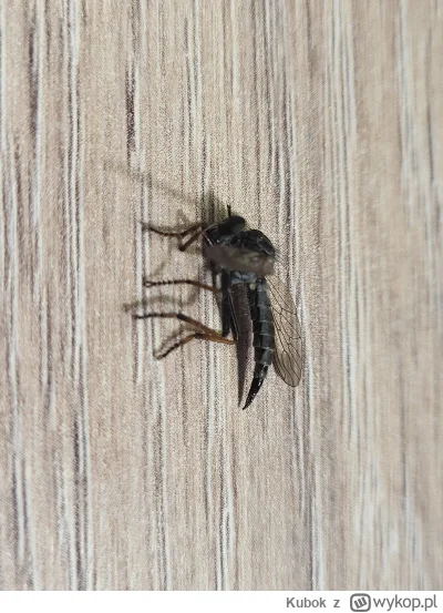 Kubok - @logx: Jak z bliska takie jak na fotce to będzie jakiś Łowik

Względnie daj l...