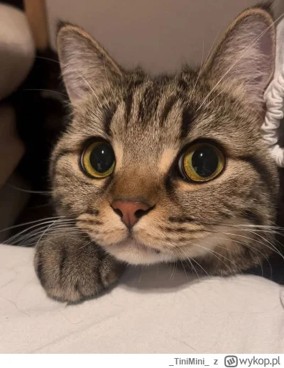 TiniMini - #koty #pokazkota