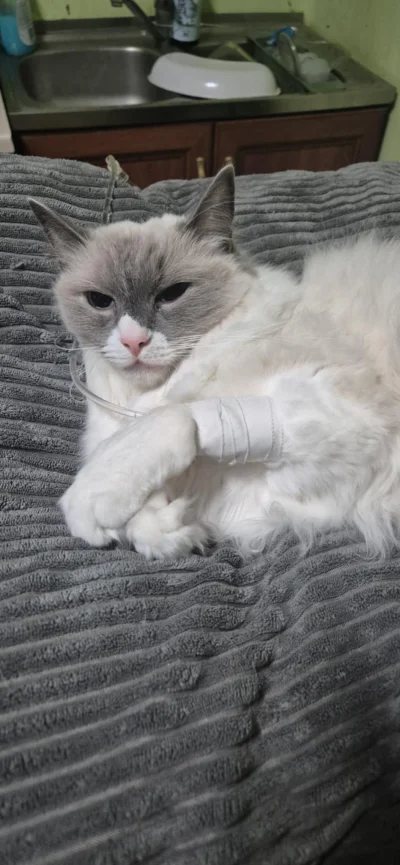 JackDanieIs - @donfallo: