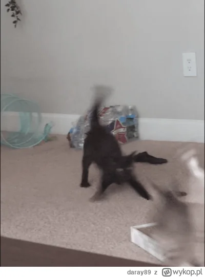 daray89 - #codziennykotopetany #dziwnekotki