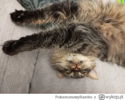 PokemonowyRambo - #pokazkota 
Zbójnik