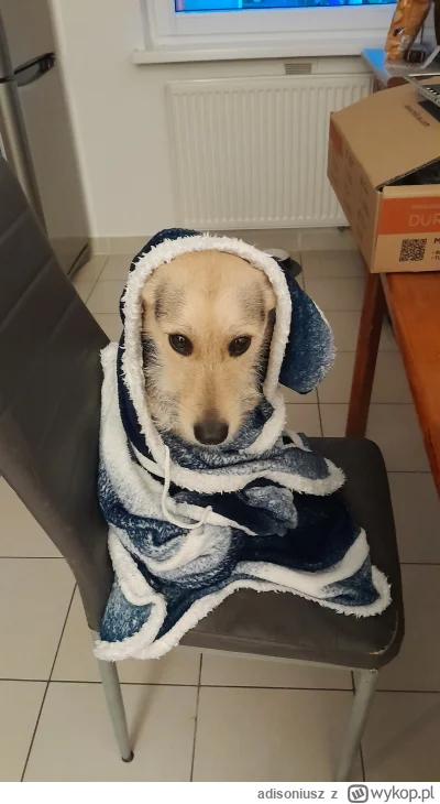 adisoniusz - Snoop Doog po kąpieli 
#pokazpsa #psy