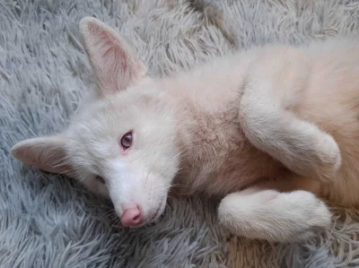 Fennrir - #lisek #codziennylis #smiesznypiesek #zwierzaczki #przyroda