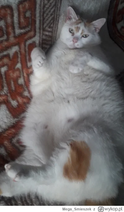 Mega_Smieszek - Gapisz mi się na bebech? ᶘᵒᴥᵒᶅ

#koty #pokazkota